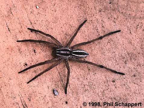 wolf spider spiders brown recluse bites common widow poisonous outside types bite hobo non eyes help wood venomous scary traps
