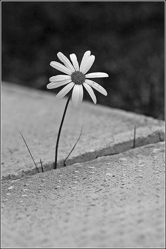 flower from concrete