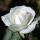 Click to view member profile